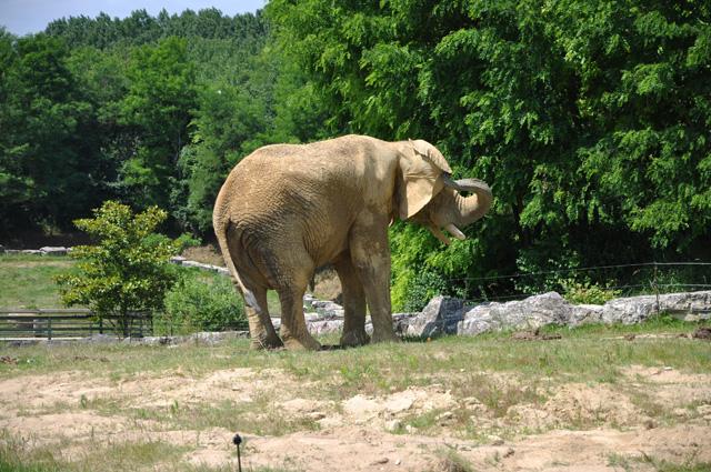 min 2013 07 06 beauval 257